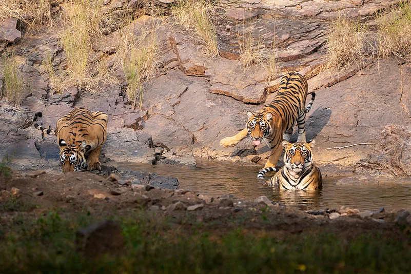 Ranthambore Tigress with sub-adult cubs