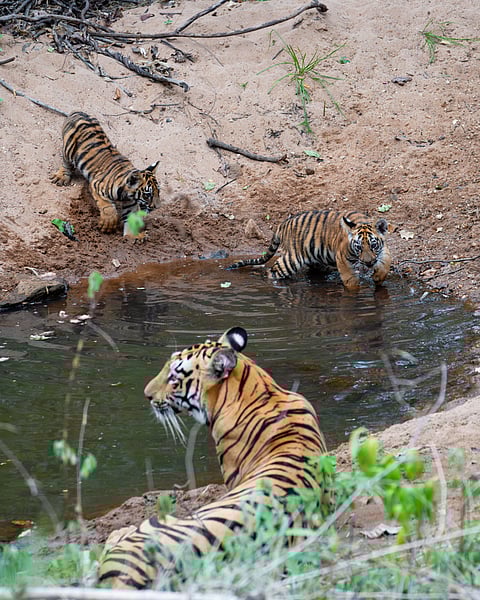 A tigress rests near the den for her infants in TATR