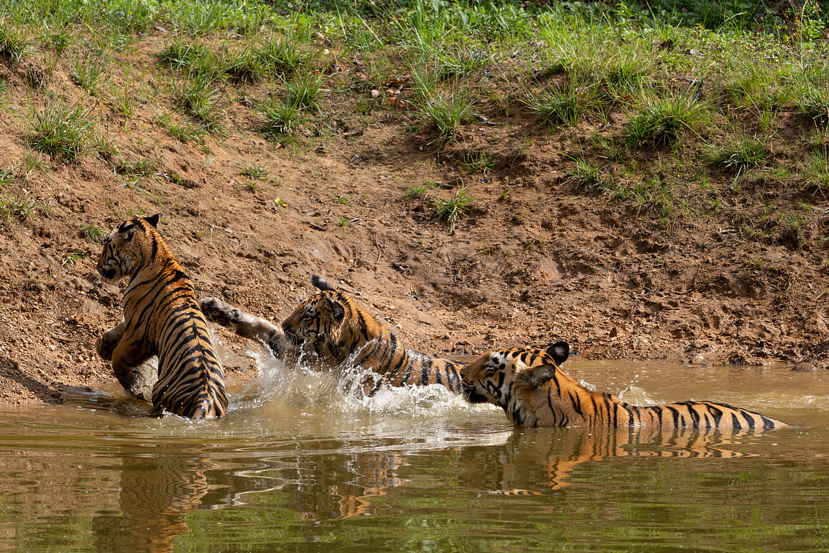 A tigress in Tadoba with playful cubs