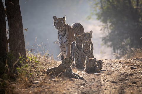 F2 with cubs in Gothangaon, January 2025