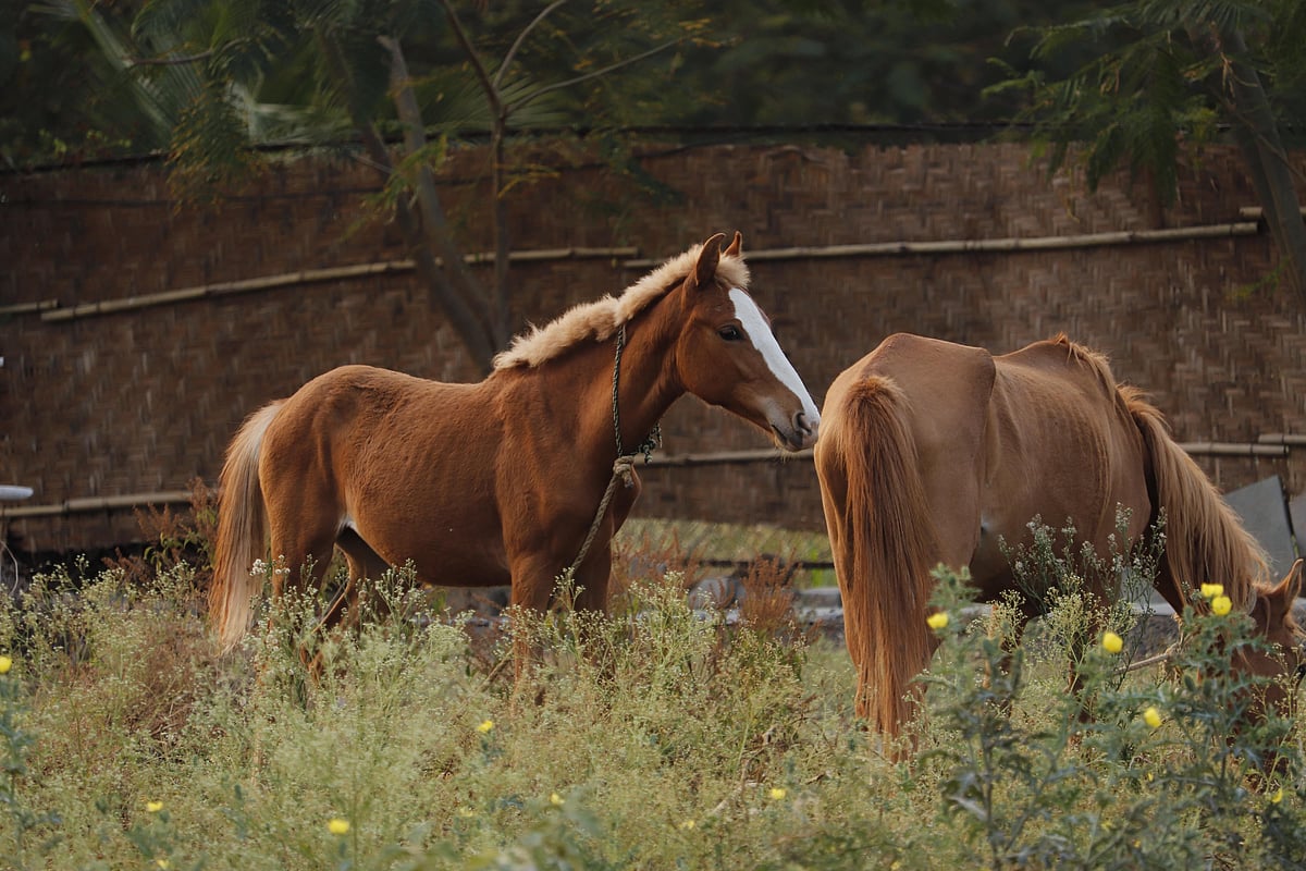 Horses and other animals have full rein over Dhyaana Farms