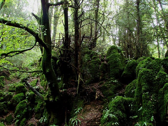 Puzzlewood seems to welcome all kinds of weather