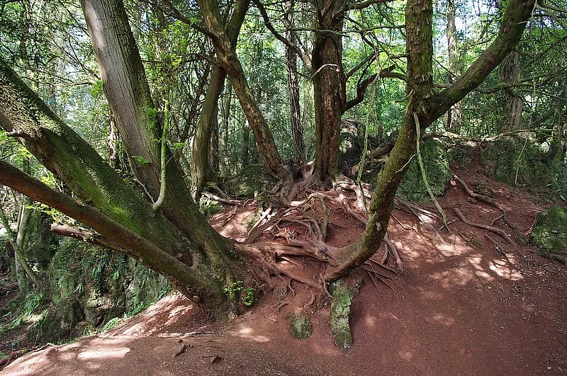 Puzzlewood has played host to many films and television productions