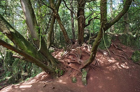 Puzzlewood has played host to many films and television productions