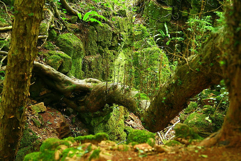 Puzzlewood is located near the town of Coleford in the Forest of Dean