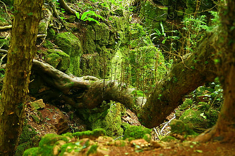 Puzzlewood is located near the town of Coleford in the Forest of Dean