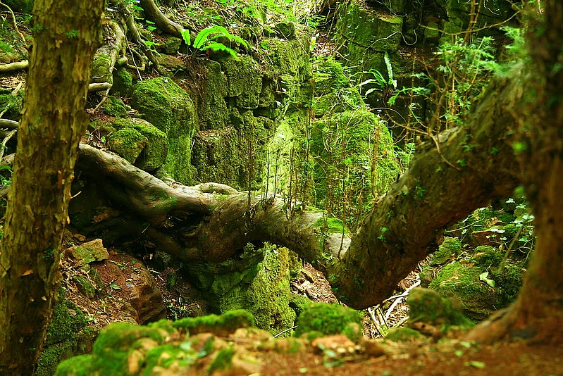 Puzzlewood is located near the town of Coleford in the Forest of Dean