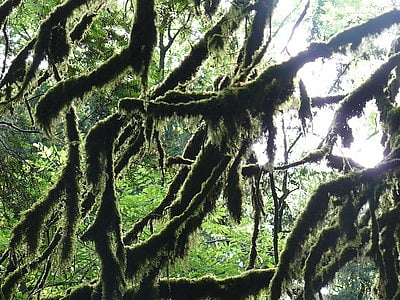 Despite its ancient roots and quiet mystique, Puzzlewood has often found itself in the spotlight