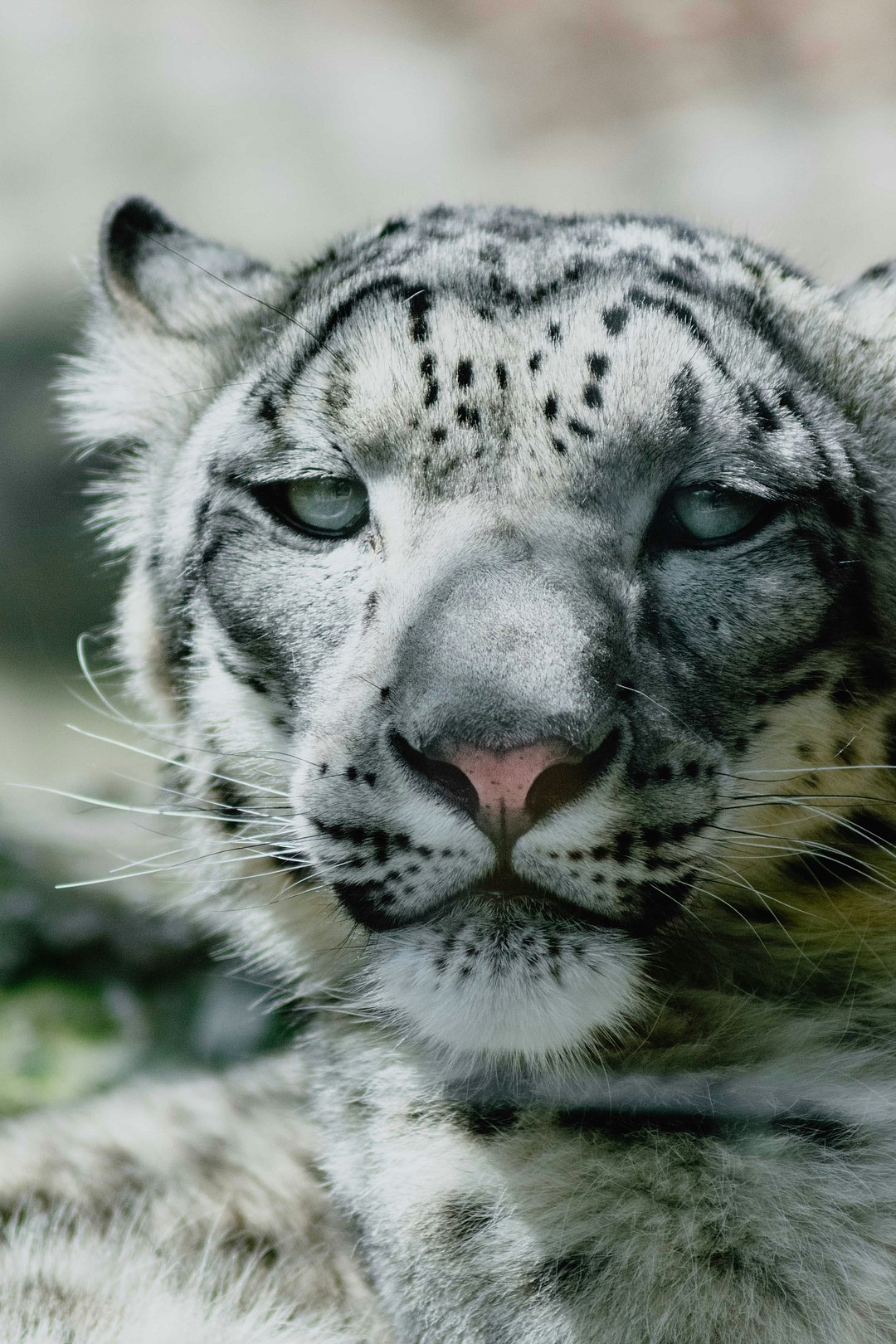 A snow leopard looks into the camera