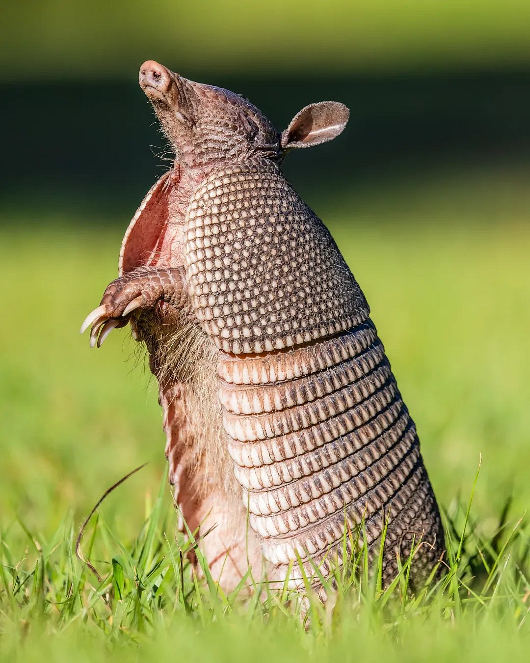 A curious armadillo in the wild