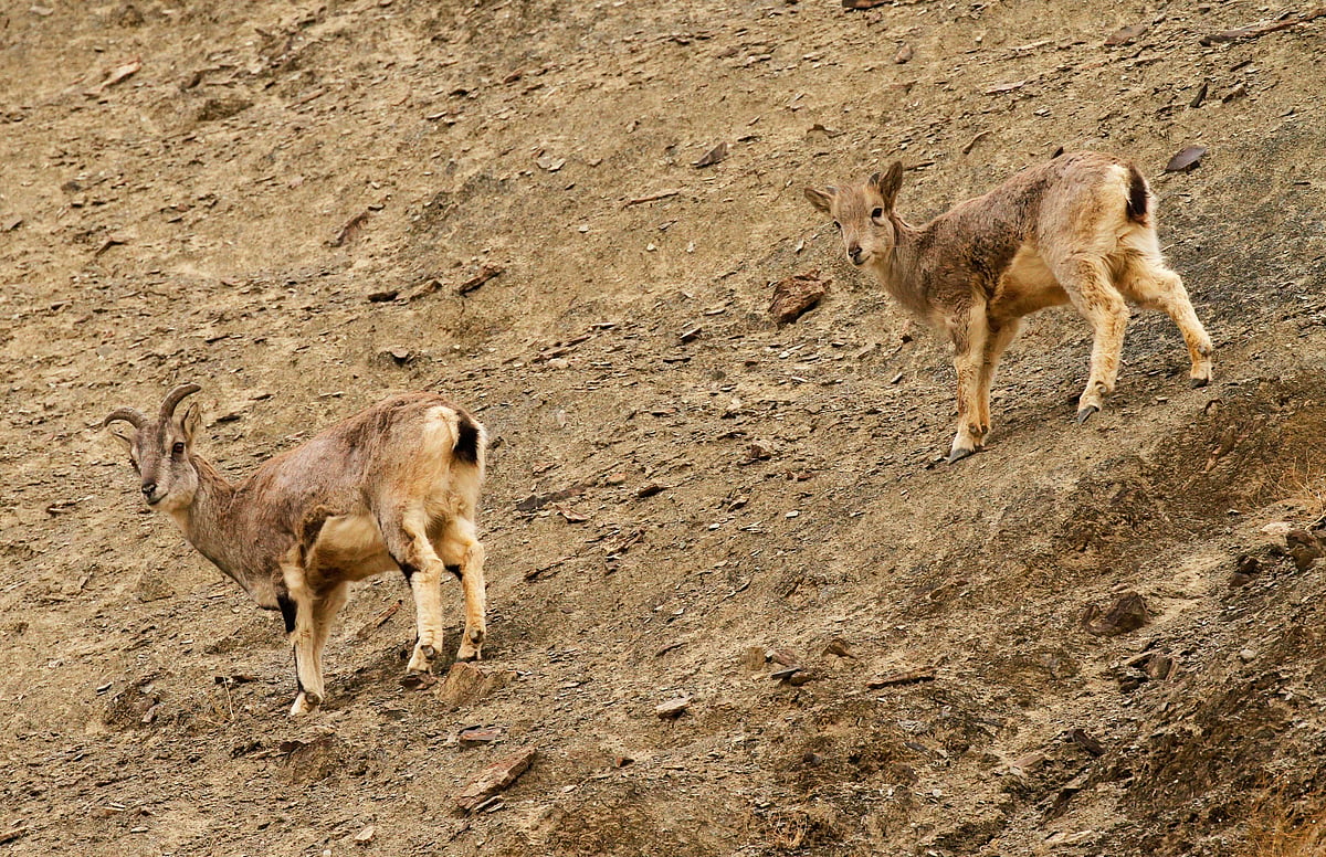 Snow leopards prey on bharals (blue sheep)