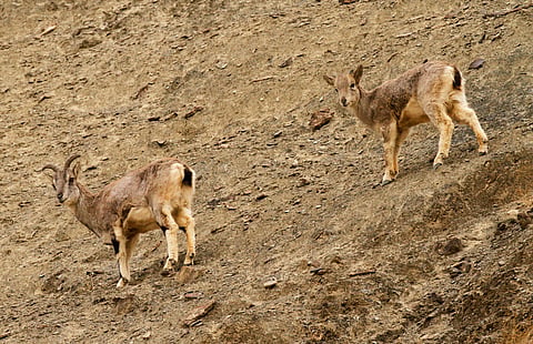 Snow leopards prey on bharals (blue sheep)