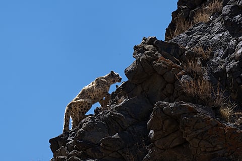 As the prey species of snow leopards move upslope, the big cats are also following suit