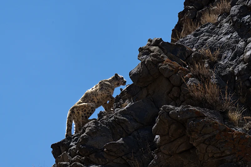As the prey species of snow leopards move upslope, the big cats are also following suit
