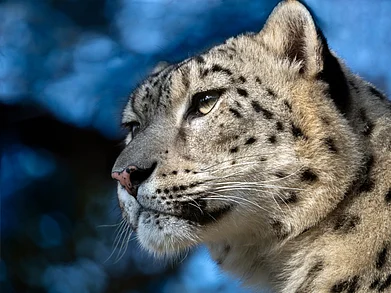 Svetlana Buzmakova/Shutterstock : A close-up shot of a female snow leopard (Panthera uncia)