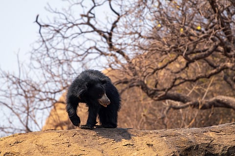 A sloth bear roams the rocky terrains of Hampri at Daroji Bear Sanctuary