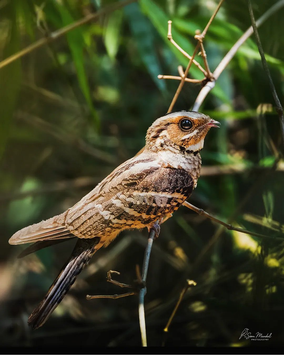 som_wildlife/instagram : A shot of a Large-tailed Nightjar
