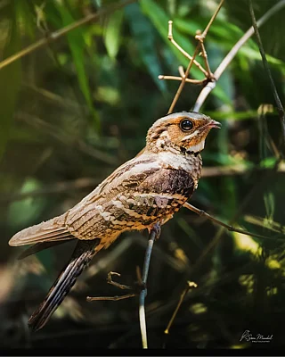 som_wildlife/instagram : A shot of a Large-tailed Nightjar