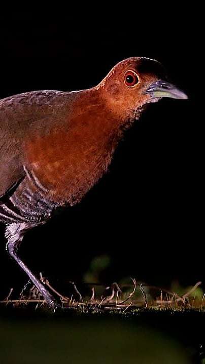 harshithjv/instagram : A Slaty-legged Crake in its habitat