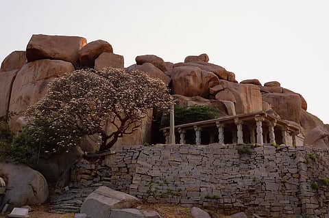 There are wild animals in every corner