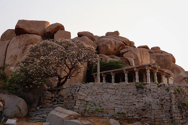 There are wild animals in every corner