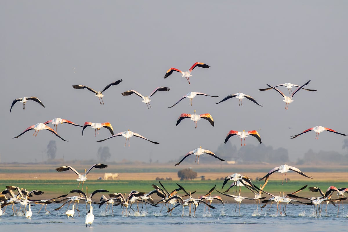 Flamingos at Ankasamudra