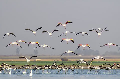 Flamingos at Ankasamudra