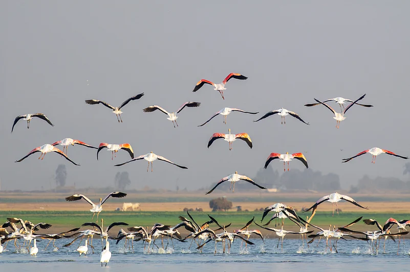 Flamingos at Ankasamudra