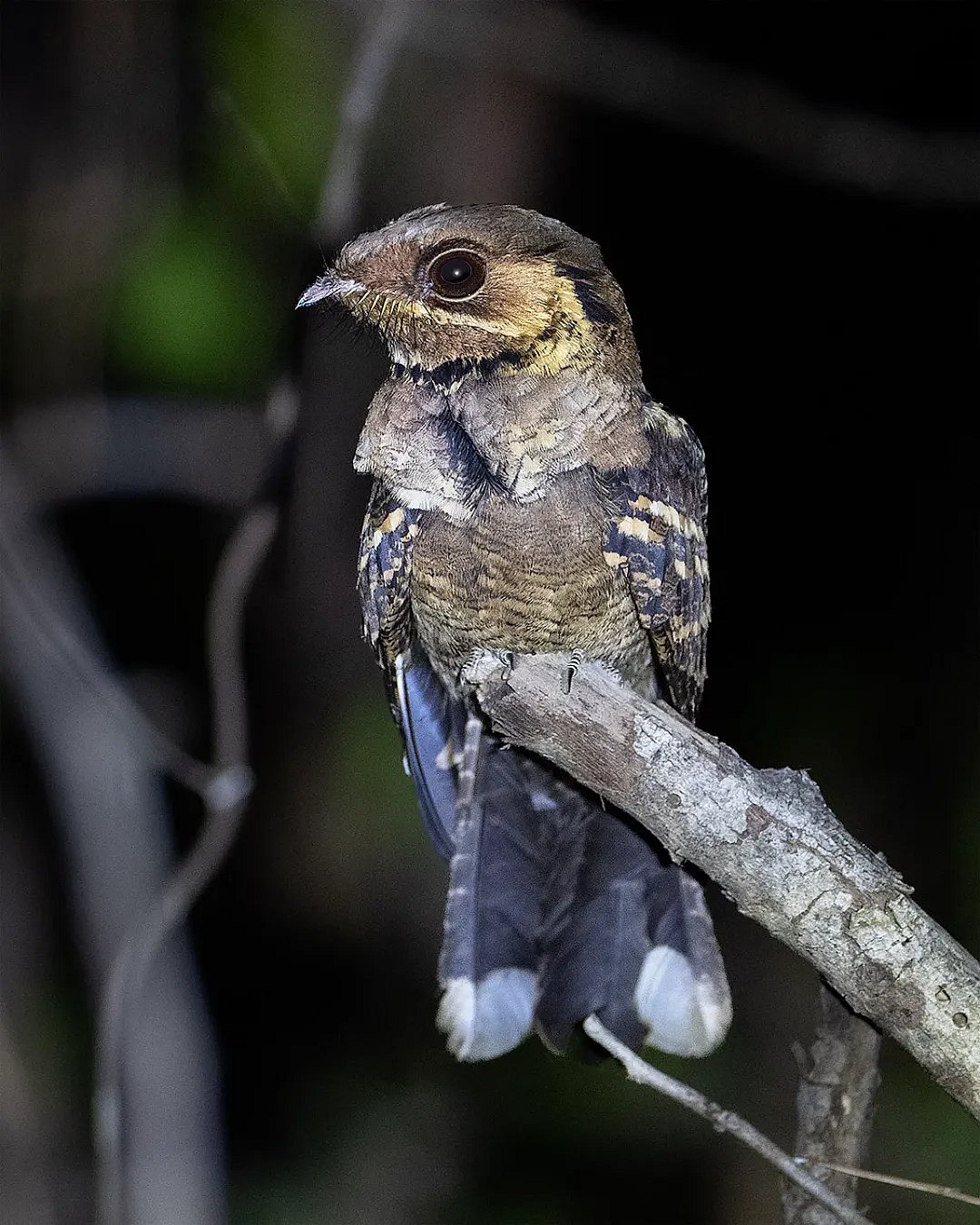 What is a Nocturnal Forest Bird: Secrets of Nighttime Flyers