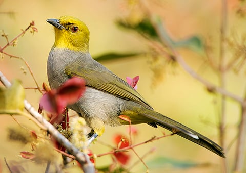 Yellow Throated Bulbul in Hampi