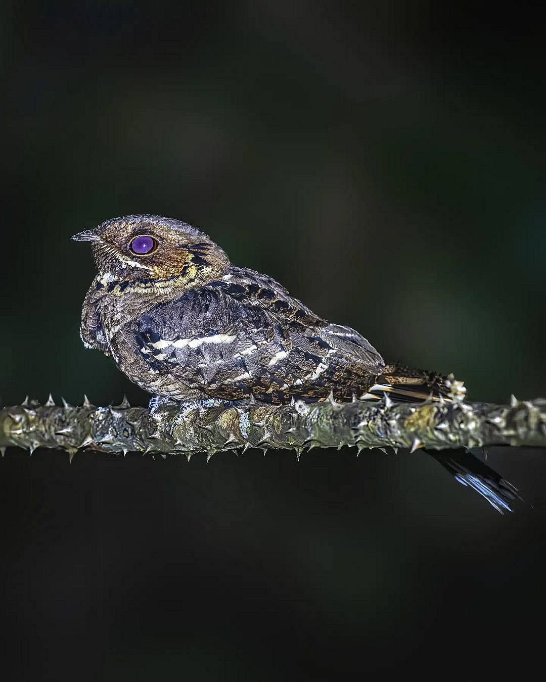 A shot of a Nightjar in its habtat