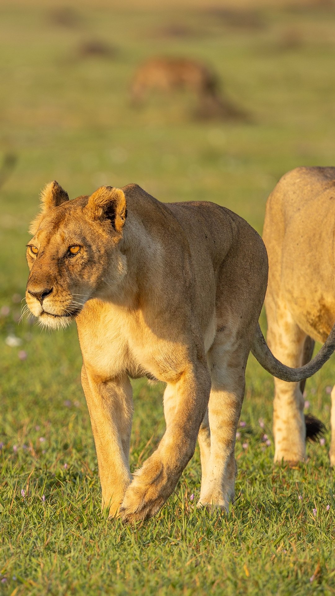 A pride of lions at Serengeti National Park in Tanzania