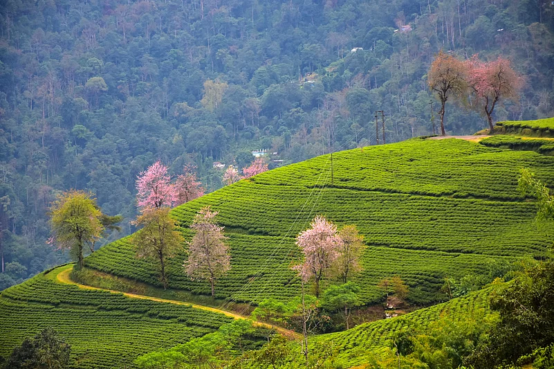 The combination of cherry blossoms with lush green tea plantations creates a stunning spectacle in Sikkim