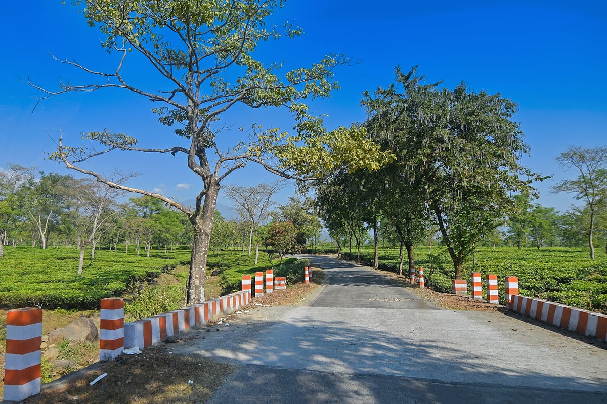 Drive on scenic roads winding around tea estates in the Dooars