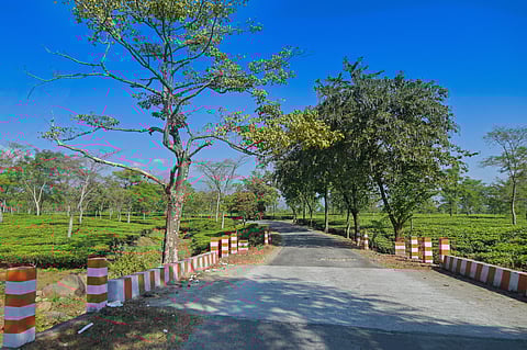 Drive on scenic roads winding around tea estates in the Dooars