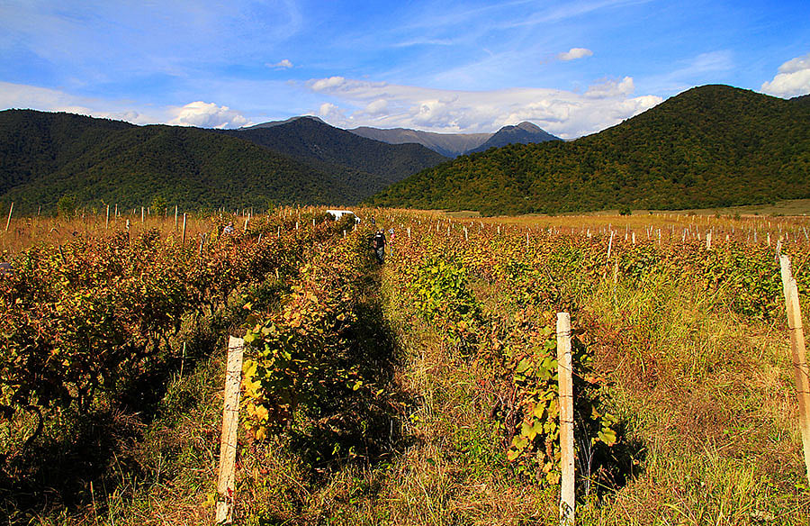 Vineyards in Kakheti, Georgia
