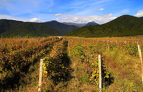 Vineyards in Kakheti, Georgia