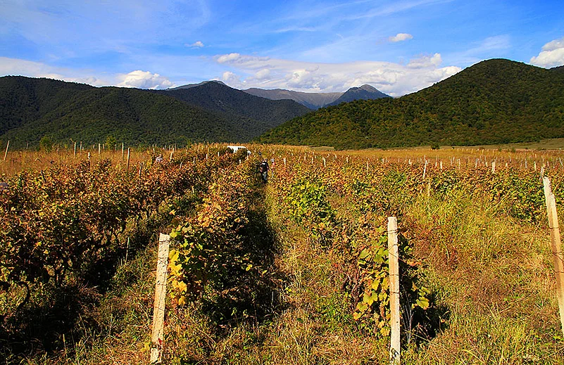 Vineyards in Kakheti, Georgia