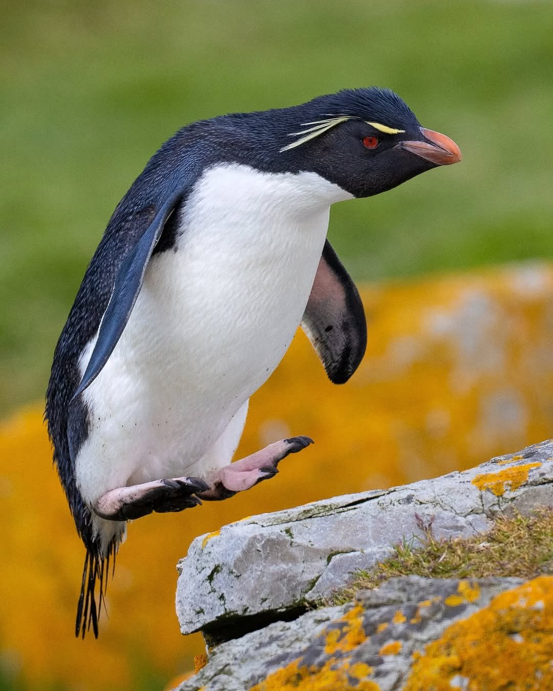 steffen.foerster.photography/instagram : A Rockhopper penguin mid air
