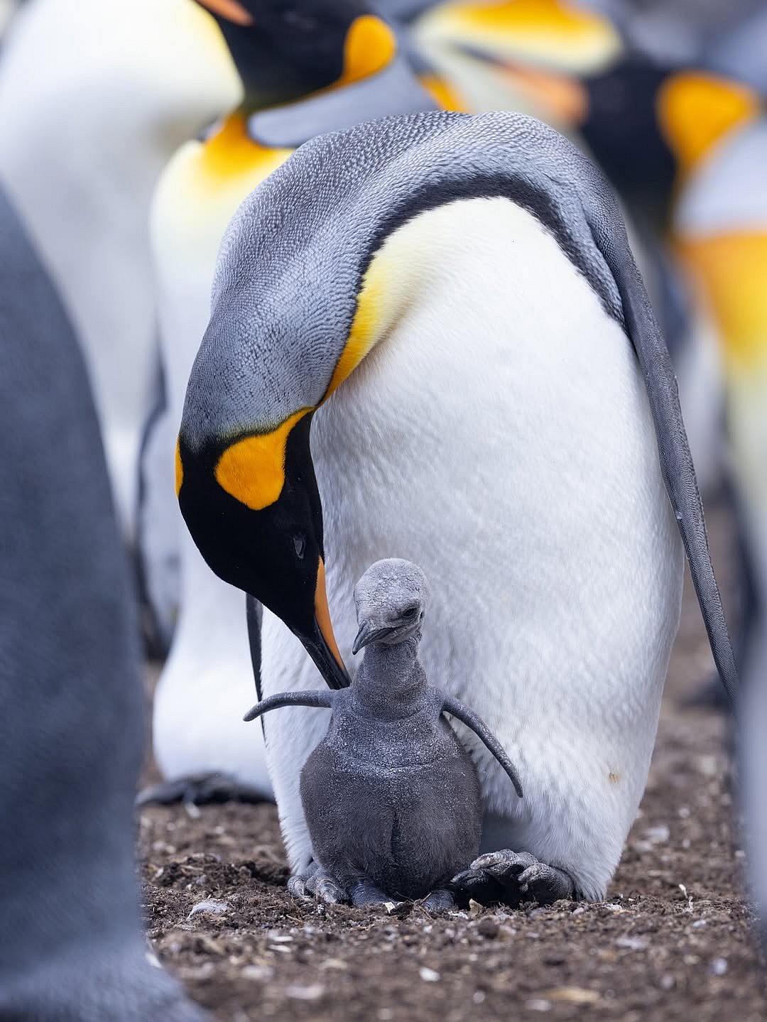 A King Penguin with its offspring