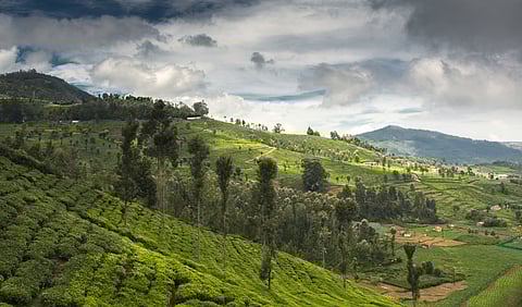 Blessed with rain and sun, Nilgiri plantations yield fragrant and brisk teas