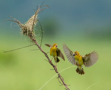 Imran_Ahmed_Howly/Shutterstock : The Finns weaver is listed as Endangered according to the IUCN Red List