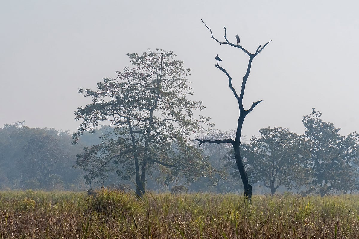 Seventy per cent of Kaziranga National Park is covered by grasslands