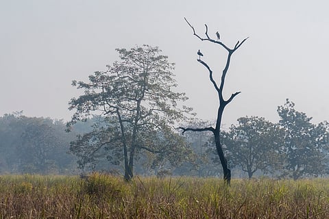 Seventy per cent of Kaziranga National Park is covered by grasslands