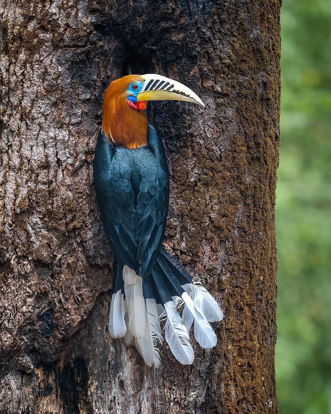 pradeep.wildlens/instagram : A Rufous-necked Hornbill in a tree