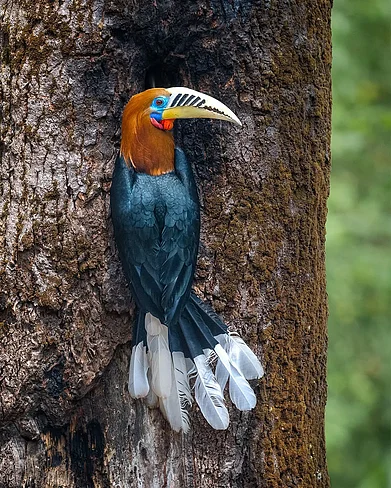 pradeep.wildlens/instagram : A Rufous-necked Hornbill in a tree