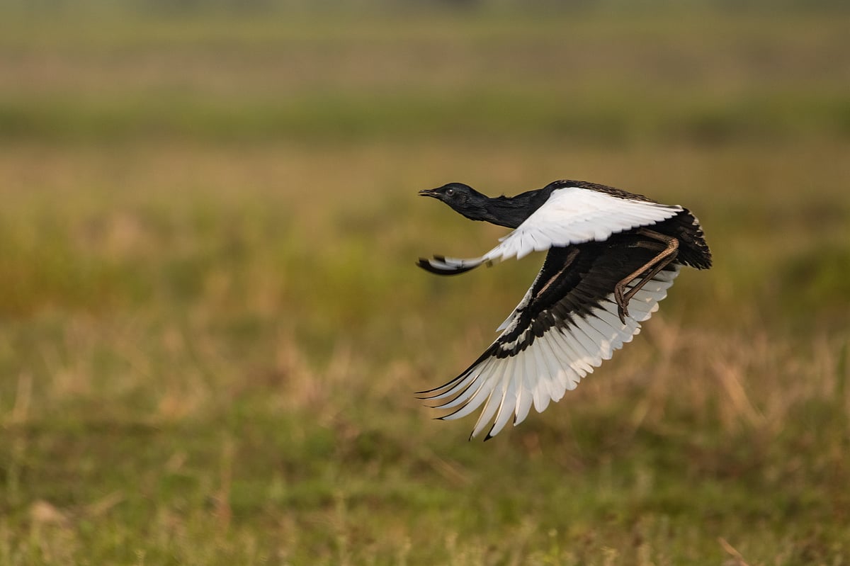 A Bengal florican in flight