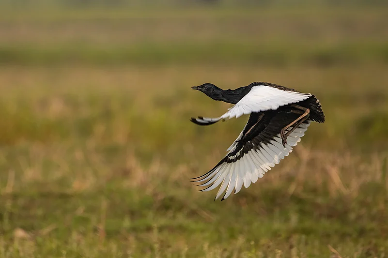 A Bengal florican in flight