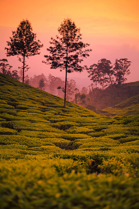 Sunset colours in Munnar