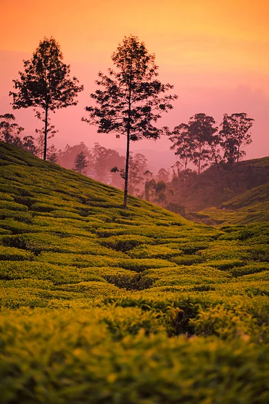 Shutterstock : Sunset colours in Munnar